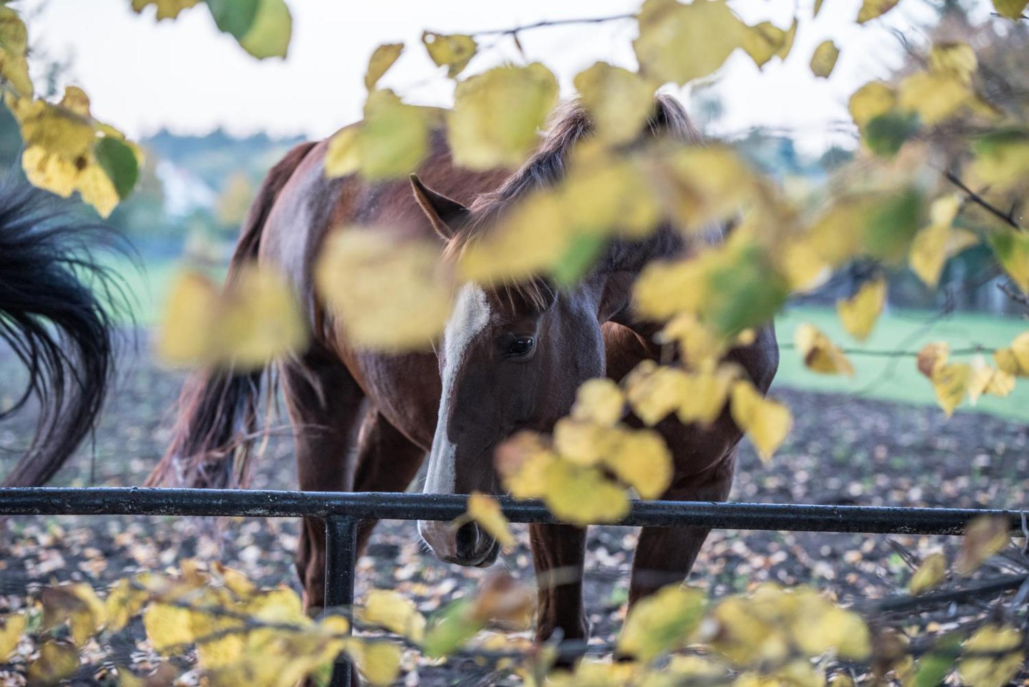 Palac Baborowko Szamotuły Exteriér fotografie